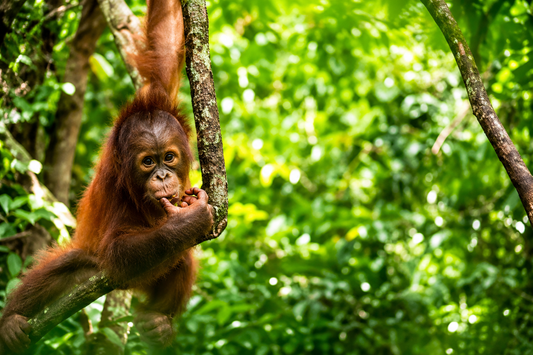 The Truth About Palm Oil in Soap and Why We Don't Use It - Pure Bliss Soap Co